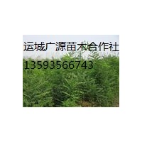 國槐小苗出售、國槐小苗大量出售、國槐小苗