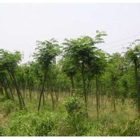 供應(yīng)合歡苗 合歡小苗 合歡樹苗 山西合歡苗價格