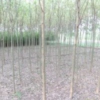 大量供應(yīng)3公分速生柳垂柳黃柳