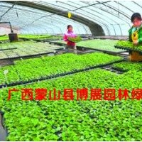 秋楓、桂花、木棉