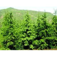 出售文冠果，紫葉李，白皮松 國槐苗 臭椿苗