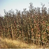 當年生小苗供應(yīng)雞爪槭高七十公分以上，紅楓一米以上的，紅葉李，