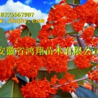 桂花小苗1公分2公分3公分5公分8公分桂花價(jià)格
