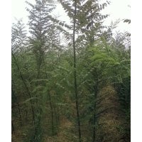 售：1-2-3-公分國(guó)槐