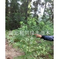 供應1米5高野生柳杉樹小苗杉樹苗 柳杉苗 柳杉種子價格