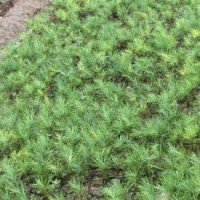 1.5米白皮松 1.5米白皮松價格 西安白皮松 河南白皮松