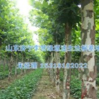 邢臺梧桐樹苗|種植法桐前景-濟寧綠源苗圃