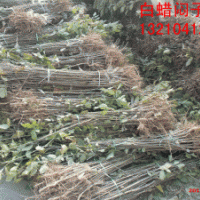 自家苗圃白蠟實(shí)生苗400萬(wàn),國(guó)槐實(shí)生苗100萬(wàn)。速生白蠟半成品