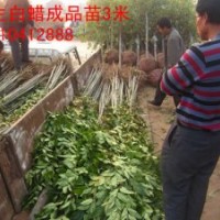 弘邦供應(yīng)2米高速生白蠟苗/速生白蠟苗價(jià)格