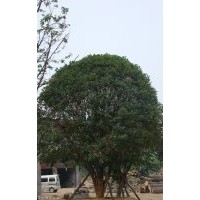 陜西西安桂花，桂花球