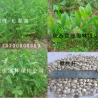 櫻花 核桃 櫻桃 碧桃白蠟 杜梨 國(guó)槐 出售