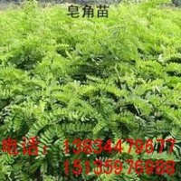 大量供應(yīng)優(yōu)質(zhì)皂角苗，山西皂角苗!!