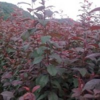 供應(yīng)北美海棠 高原之火海棠 各種果樹苗