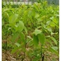 供應(yīng)核桃苗，嫁接核桃苗