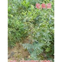 山西曙光苗圃-----大量供應(yīng)優(yōu)質(zhì)皂角苗