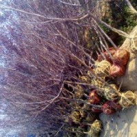 3公分紅葉李