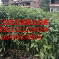 供應(yīng)香樟小袋苗