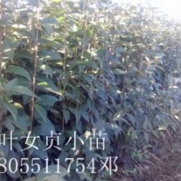 安徽肥西出售紫薇小苗，高桿女小苗，香樟小苗，小苗價(jià)格