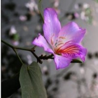 50萬(wàn)宮粉紫荊花（洋紫荊)高1米到1.5米0.9元