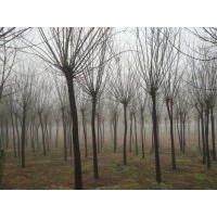 山東煙臺國槐