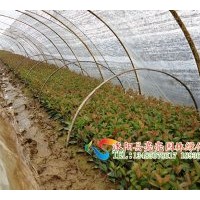 供應(yīng)紅葉石楠，紅葉石楠球,高桿紅葉石楠，紅葉石楠穴盆苗