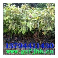 出售紅椎苗,紅苞木苗,毛捻苗,高產(chǎn)油茶苗,香樟苗,竹柏苗