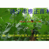 供應(yīng)法桐小苗1----2.5公分；高1----3.5米