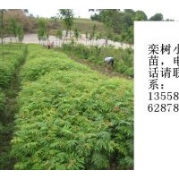 大量出售欒樹小苗