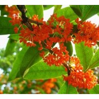 供應(yīng)桂花苗 金桂苗 銀桂苗 丹桂苗 紅桂花苗 佛頂珠桂花苗 朱砂紅
