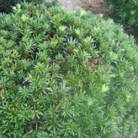 供應(yīng)羅漢松苗 珍珠羅漢松苗 小葉羅漢松苗 臺(tái)灣羅漢松苗