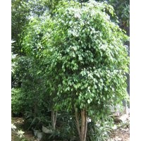 供應(yīng)廣西小葉榕苗 細(xì)葉榕苗 小葉榕樹 小葉榕 古榕樹 大榕樹