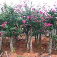 供應(yīng)地徑3-7公分羅漢松 紫薇 竹柏 深山含笑苗木