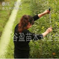 供應(yīng)櫸樹苗、櫸樹小苗、一年生櫸樹