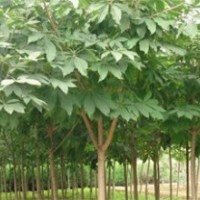 大量供應(yīng)七葉樹、核桃樹