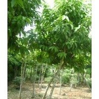 供應(yīng)白玉蘭苗 廣玉蘭苗 白玉蘭 望春花苗
