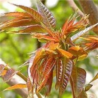 供應(yīng)香椿苗 香椿樹(shù) 香椿 椿芽木苗