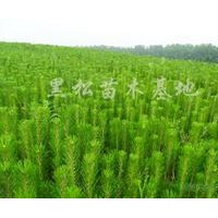 低價(jià)直供 營養(yǎng)袋 黑松苗 油松苗 側(cè)柏苗