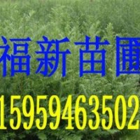 紅豆杉苗,羅漢松苗,竹柏苗,桂花苗,木荷苗,榿木苗,濕地松苗,無患