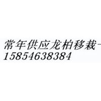 低價供應龍柏苗