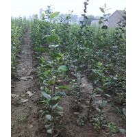 預(yù)售西府海棠 國(guó)槐 速生柳 紅葉楊小苗