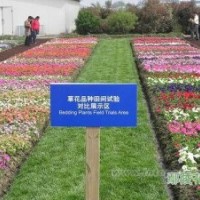 容器苗 金葉女貞營養(yǎng)缽、金森女貞營養(yǎng)缽、紅葉石楠營養(yǎng)缽、紅葉