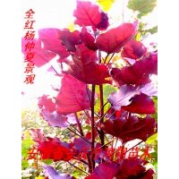 全紅楊