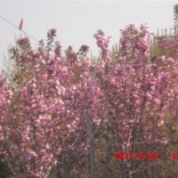 出售白皮松小苗，櫻花，法桐