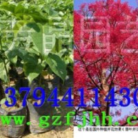 澳洲火焰木苗,黃槐苗,紅花風(fēng)鈴木苗,發(fā)財(cái)樹(shù)苗,油茶苗,格木苗,宮粉