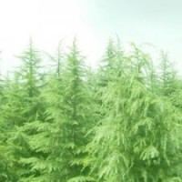 雪松苗