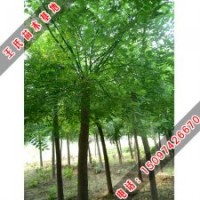 20-40公分國槐