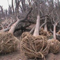 苗木價(jià)格