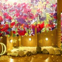 安徽合肥安慶池州宣城黃山六安蕪湖全紅楊美國(guó)竹柳紫薇桂花欒樹(shù)小