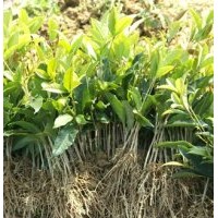 桂花苗供應(yīng)|桂花苗批發(fā)|桂花苗出售-萬(wàn)信桂花苗基地