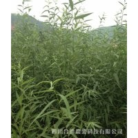 品系純正竹柳三號 質(zhì)量優(yōu)良 服務(wù)技術(shù)